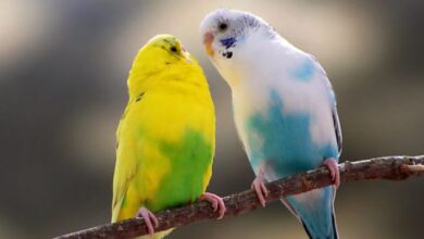 همه چیز در مورد انتخاب و خرید یک پرنده  (2 نکته مهم)