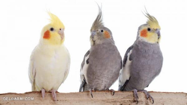 پرنده