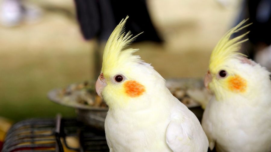 راهنمای خرید یک عروس هلندی سالم (2 نکته مهم) راهنمای خرید یک عروس هلندی سالم (2 نکته مهم)