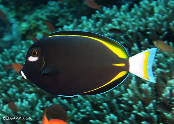 mahi