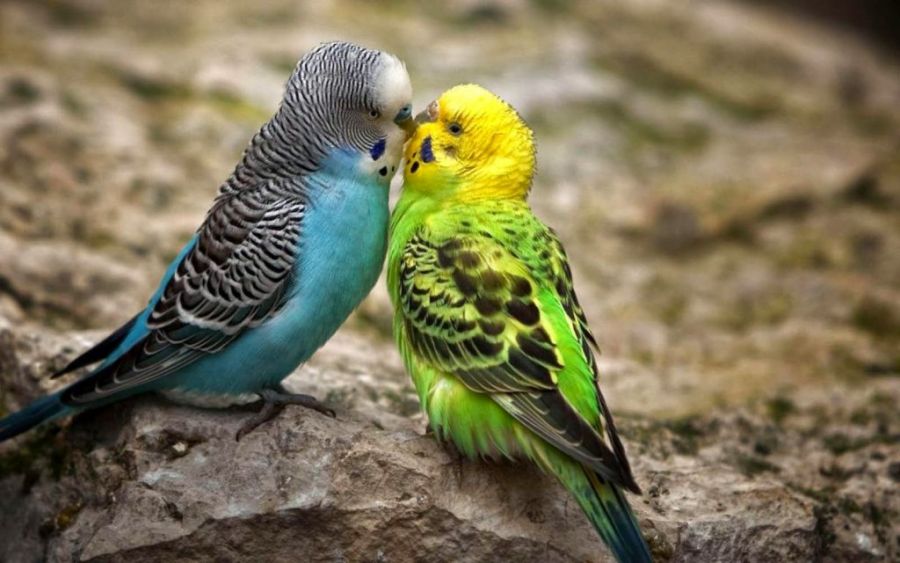 همه چیز در مورد انتخاب بهترین پرنده خانگی (2 نکته مهم)