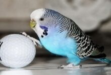 آیا نگهداری از پرندگان خانگی برای انسان خطرناک است؟ (2 نکته مهم)