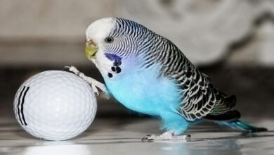 آیا نگهداری از پرندگان خانگی برای انسان خطرناک است؟ (2 نکته مهم)