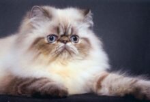 آشنایی با نژاد گربه هیمالین (2 نکته مهم)