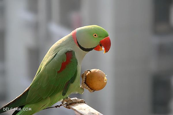طوطی