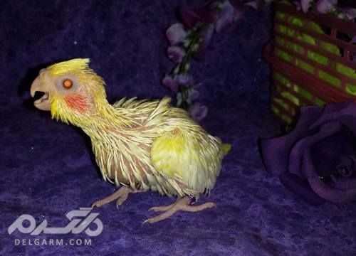 نحوه غذا دادن به جوجه طوطی