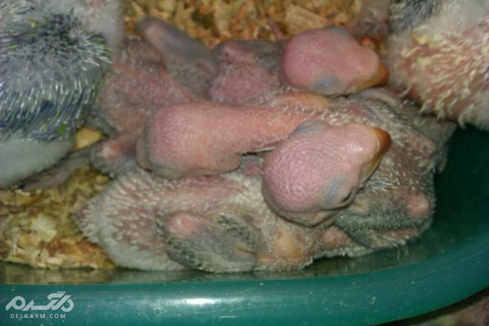 سلامت جوجه طوطی