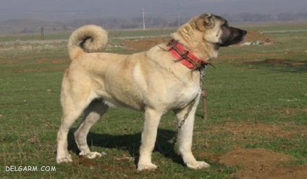 سگ کانگال