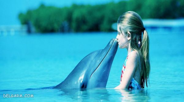 dolphin