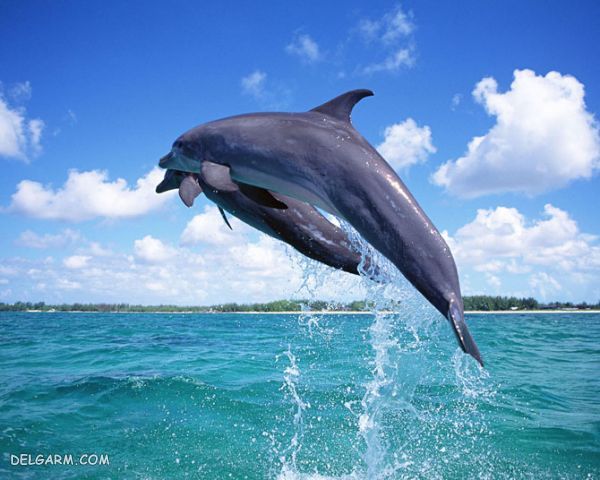 dolfin
