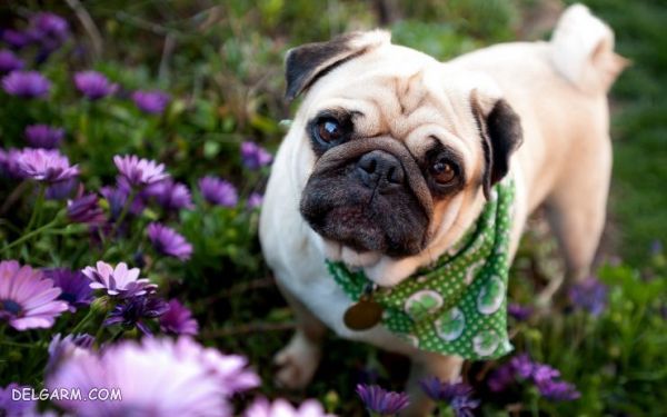 PUG
