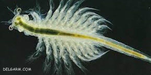 artemia