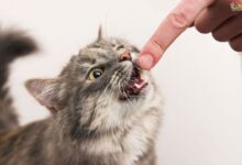 علت گاز گرفتن گربه و روش های جلوگیری از آن (2 نکته مهم)