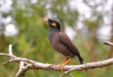 اصول صحیح نگهداری از مرغ مینا (2 نکته مهم)