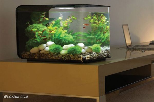 acvarium