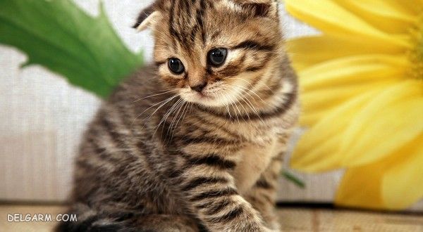 گربه اسکاتیش فولد