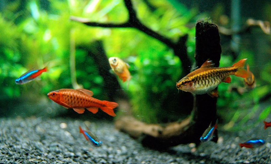 راهنمای خرید ماهی برای آکواریوم  (2 نکته مهم)