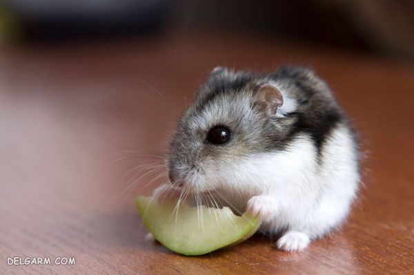 hamester