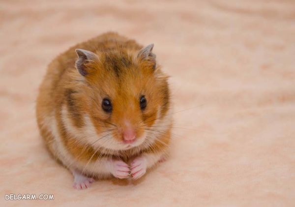 hamester