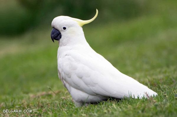 طوطی کاکادو