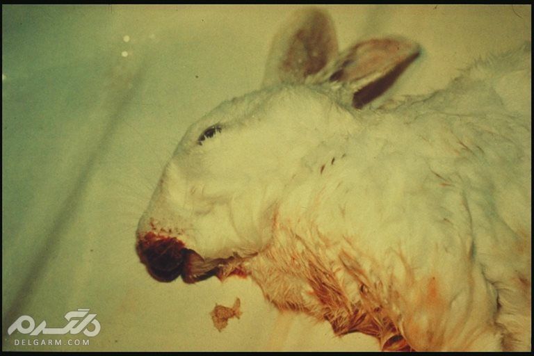 6 - بیماری هموراژیک ویروسی(Viral hemorrhagic disease VHd ) 