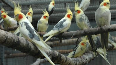 ۲ روش ساده برای رام کردن عروس هلندی (2 نکته مهم)