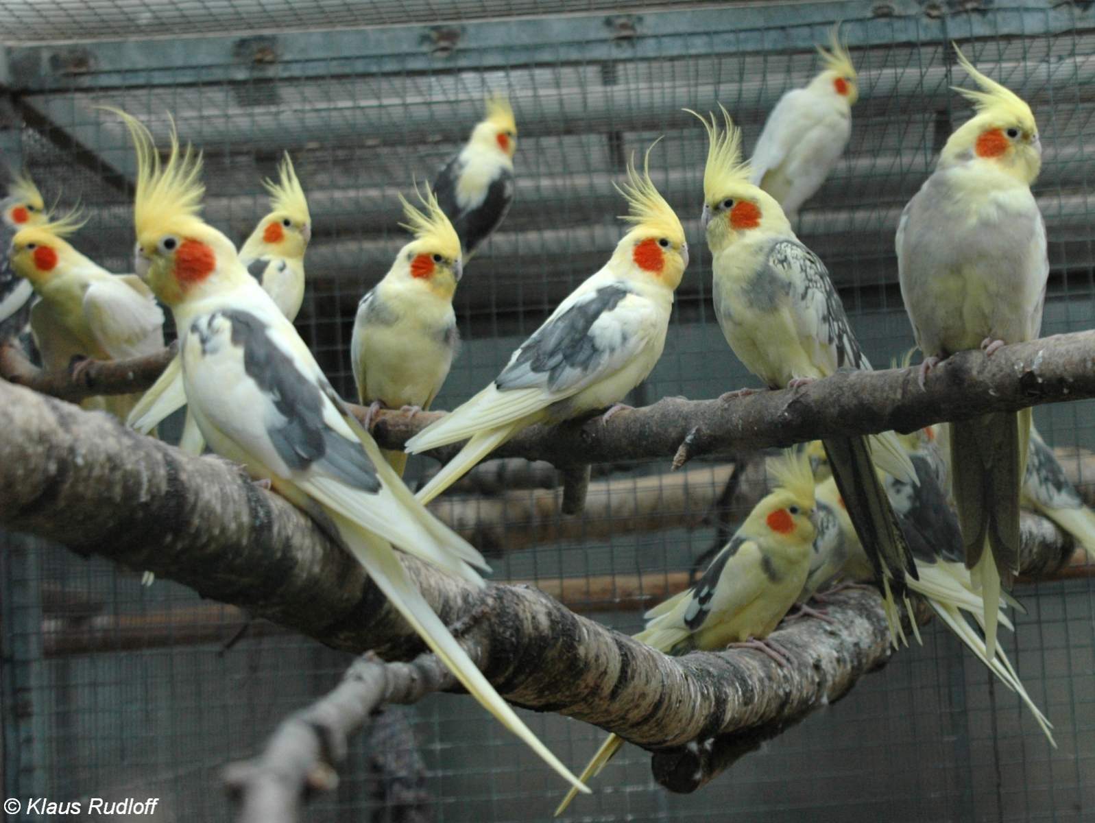 ۲ روش ساده برای رام کردن عروس هلندی (2 نکته مهم) ۲ روش ساده برای رام کردن عروس هلندی (2 نکته مهم)