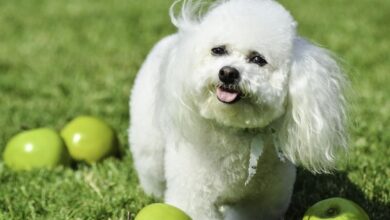 سگ نژاد بیچون فرایز (Bichon Frise) (2 نکته مهم)