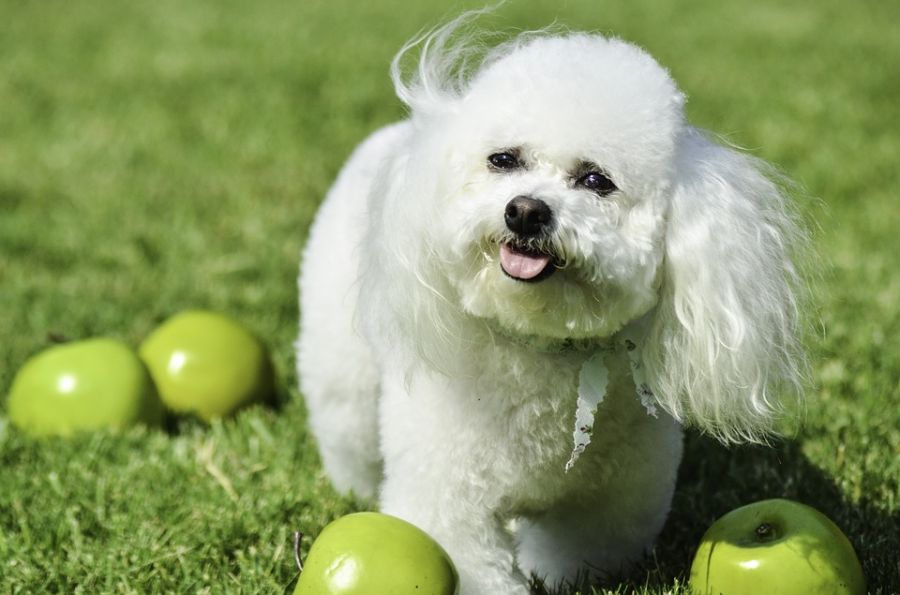 سگ نژاد بیچون فرایز (Bichon Frise) (2 نکته مهم)