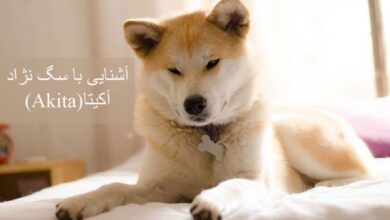 معرفی کامل سگ نژاد آکیتا (Akita) (2 نکته مهم)