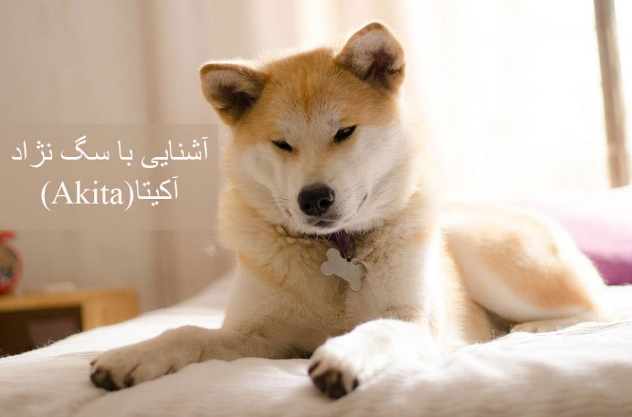معرفی کامل سگ نژاد آکیتا (Akita) (2 نکته مهم) معرفی کامل سگ نژاد آکیتا (Akita) (2 نکته مهم)