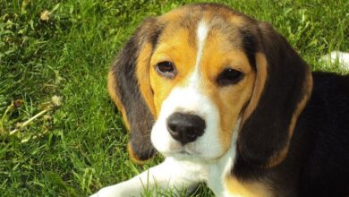 معرفی سگ نژاد بیگل (Beagle) (2 نکته مهم)