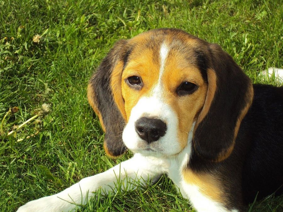 معرفی سگ نژاد بیگل (Beagle) (2 نکته مهم) معرفی سگ نژاد بیگل (Beagle) (2 نکته مهم)
