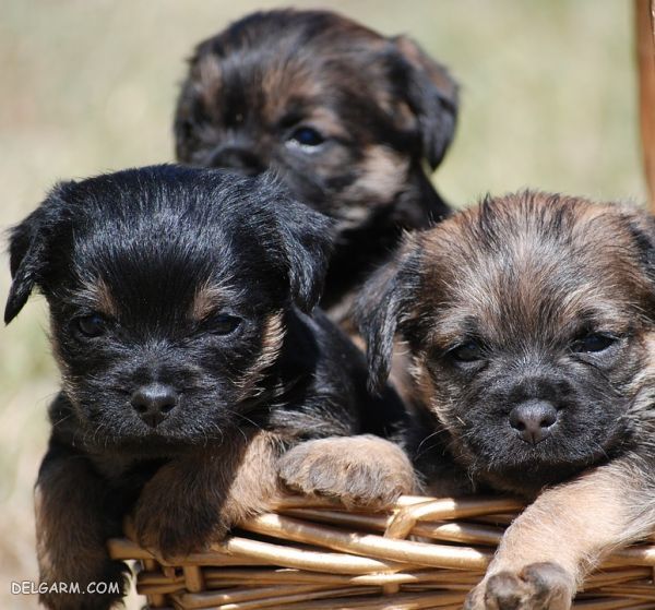 سگ نژاد بردر تریر (Border Terrier) + گالری تصاویر (2 نکته مهم) سگ نژاد بردر تریر (Border Terrier)