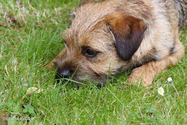 سگ نژاد بردر تریر (Border Terrier) + گالری تصاویر (2 نکته مهم) سگ نژاد بردر تریر (Border Terrier)
