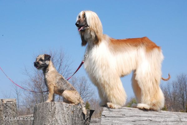 سگ نژاد بردر تریر (Border Terrier) + گالری تصاویر (2 نکته مهم) سگ نژاد بردر تریر (Border Terrier)