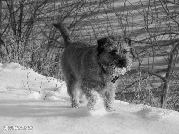 سگ نژاد بردر تریر (Border Terrier) + گالری تصاویر (2 نکته مهم) سگ نژاد بردر تریر (Border Terrier)