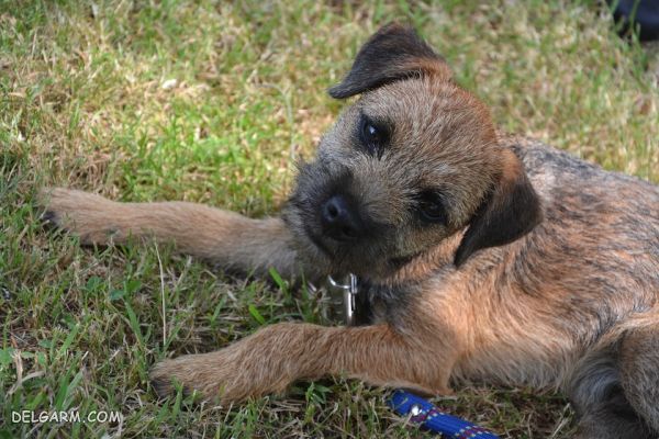 سگ نژاد بردر تریر (Border Terrier) + گالری تصاویر (2 نکته مهم) سگ نژاد بردر تریر (Border Terrier)