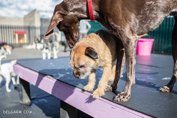 سگ نژاد بردر تریر (Border Terrier) + گالری تصاویر (2 نکته مهم) سگ نژاد بردر تریر (Border Terrier)