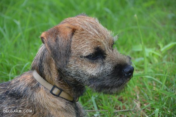 سگ نژاد بردر تریر (Border Terrier) + گالری تصاویر (2 نکته مهم) سگ نژاد بردر تریر (Border Terrier)