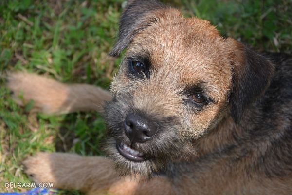 سگ نژاد بردر تریر (Border Terrier) + گالری تصاویر (2 نکته مهم) سگ نژاد بردر تریر (Border Terrier)