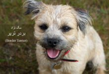 سگ نژاد بردر تریر (Border Terrier) + گالری تصاویر (2 نکته مهم)