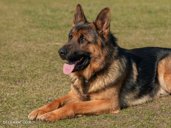 سگ نژاد ژرمن شپرد (German Shepherd): سگ اصیل آلمانی + گالری (2 نکته مهم) سگ نژاد ژرمن شپرد (German Shepherd): سگ اصیل آلمانی عکس