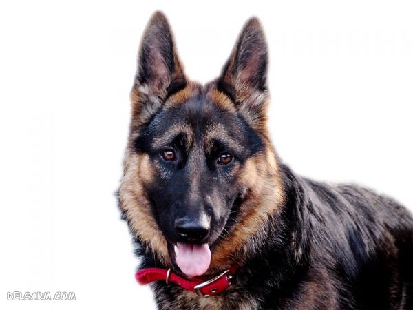 سگ نژاد ژرمن شپرد (German Shepherd): سگ اصیل آلمانی + گالری (2 نکته مهم) سگ نژاد ژرمن شپرد (German Shepherd): سگ اصیل آلمانی عکس