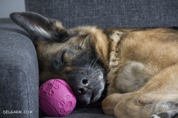 سگ نژاد ژرمن شپرد (German Shepherd): سگ اصیل آلمانی + گالری (2 نکته مهم) سگ نژاد ژرمن شپرد (German Shepherd): سگ اصیل آلمانی عکس
