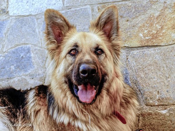 سگ نژاد ژرمن شپرد (German Shepherd): سگ اصیل آلمانی + گالری (2 نکته مهم) سگ نژاد ژرمن شپرد (German Shepherd): سگ اصیل آلمانی عکس