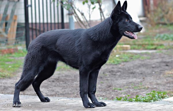 سگ نژاد ژرمن شپرد (German Shepherd): سگ اصیل آلمانی + گالری (2 نکته مهم) سگ نژاد ژرمن شپرد (German Shepherd): سگ اصیل آلمانی عکس