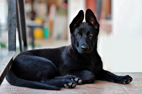 سگ نژاد ژرمن شپرد (German Shepherd): سگ اصیل آلمانی + گالری (2 نکته مهم) سگ نژاد ژرمن شپرد (German Shepherd): سگ اصیل آلمانی عکس