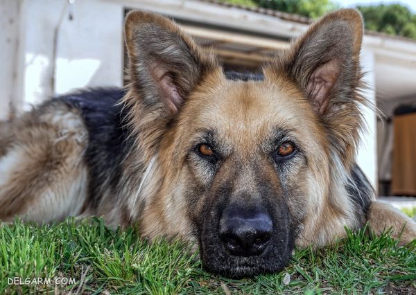 سگ نژاد ژرمن شپرد (German Shepherd): سگ اصیل آلمانی + گالری (2 نکته مهم) سگ نژاد ژرمن شپرد (German Shepherd): سگ اصیل آلمانی عکس