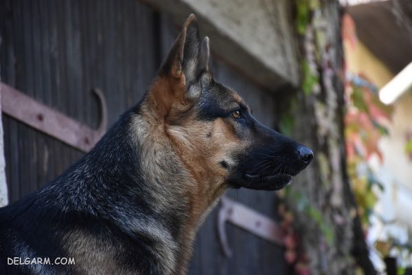 سگ نژاد ژرمن شپرد (German Shepherd): سگ اصیل آلمانی + گالری (2 نکته مهم) سگ نژاد ژرمن شپرد (German Shepherd): سگ اصیل آلمانی عکس